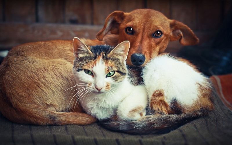 SP: Proibição de venda de animais em pet shops é aprovada
