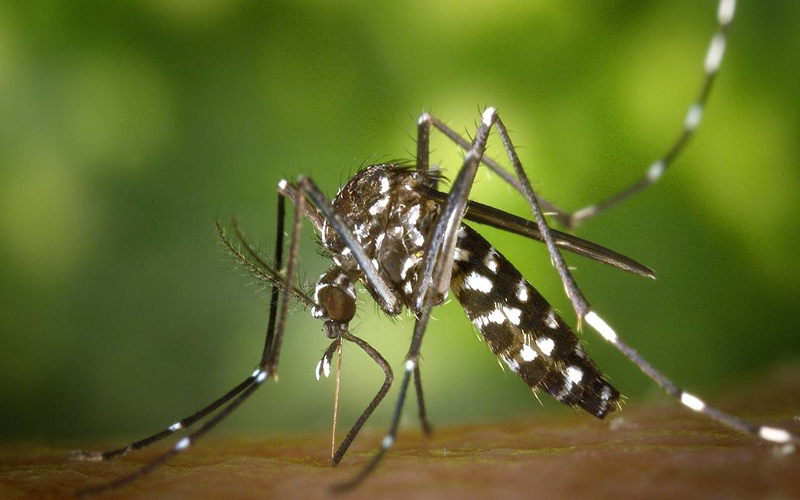Poá realiza levantamento larvário e 91% das amostras dão positivo para dengue