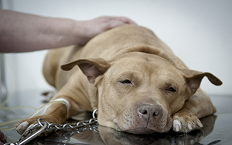 Projeto torna crime manter animais presos permanentemente em correntes