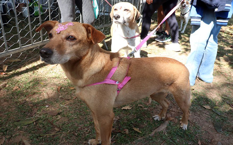 Aprovado projeto que obriga pet shops e veterinárias a divulgar adoção de animais
