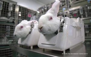 Governo proíbe uso de animais em testes de cosméticos e perfumes