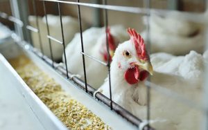 Saúde monitora primeiro caso suspeito de gripe aviária em humano
