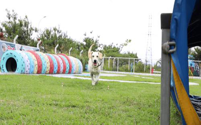 Lei que cria ‘cachorródromos’ em praças e parques entra em vigor em Suzano