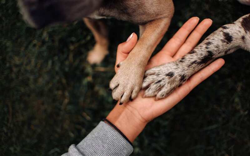 Comissão aprova projeto que garante tarifa social de água para abrigos de proteção animal