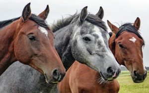 SP lança app para facilitar transporte de cavalos e amplia prazo para cadastro