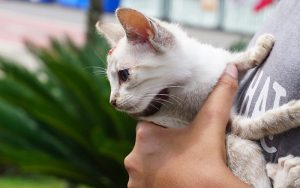 Suzano lança Registro Geral Animal e pingente para identificação de pets