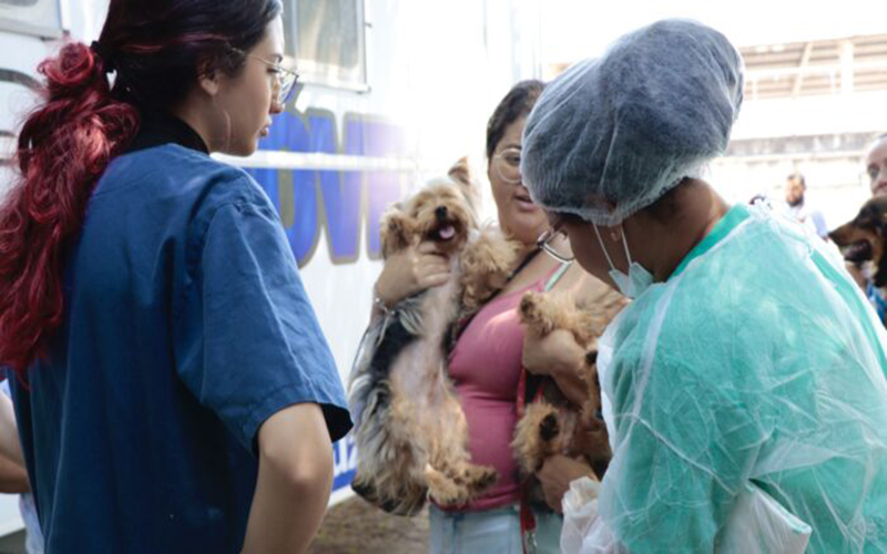 Primeiro mutirão de castração do ano contemplará 230 pets em Suzano