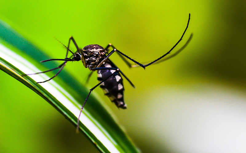 Dengue: Brasil já tem mais de 217 mil casos e 15 mortes confirmadas