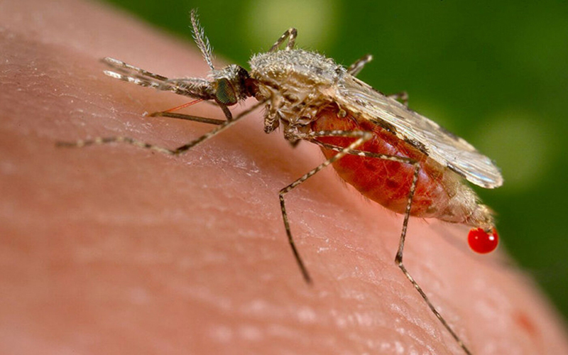Dois casos de malária são confirmados no Alto Tietê