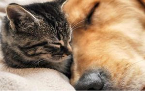 Tarcísio sanciona lei que proíbe vender cães e gatos em vitrines de SP