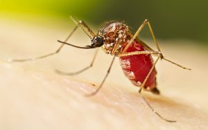 Itaquá lança canal para receber denúncias de focos da dengue