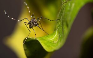 Qual a diferença entre a dengue comum e a hemorrágica? Os sintomas são os mesmos?