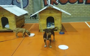 Casinhas para cães construídas por detentos chegam ao Rio Grande do Sul
