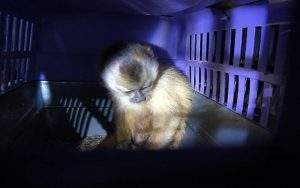 Projeto descriminaliza a posse e legaliza a criação de animal silvestre não ameaçado de extinção
