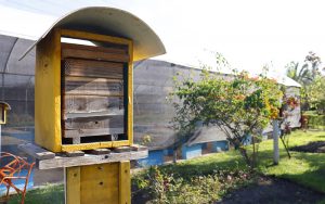 Viveiro Municipal de Suzano abre inscrições para curso de criação de abelhas sem ferrão