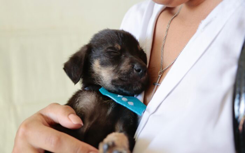 ‘Baby, me Leva!’ promove adoção presencial nos dias 18 e 31 de maio em Suzano